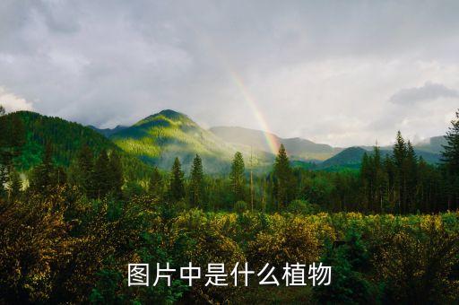 图片中是什么植物