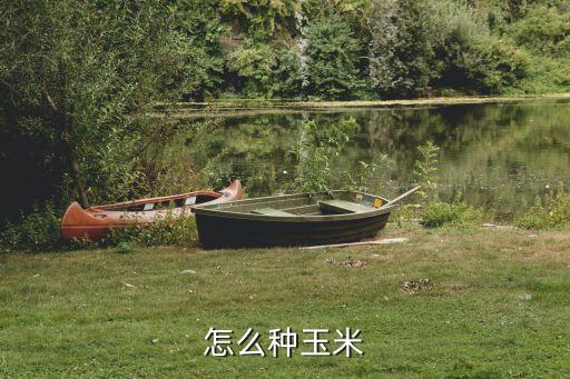 玉米的种植过程，怎么播种玉米籽要过程简练点写作文要用先然后最后