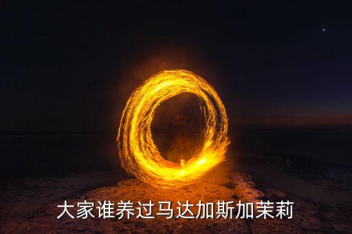 马达加斯加茉莉，大家谁养过马达加斯加茉莉