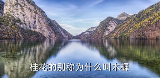 桂花为什么叫木樨，桂花的别称为什么叫木樨
