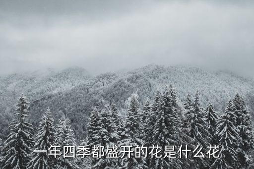 一年四季都盛开的花是什么花，一年四季都盛开的花是什么花
