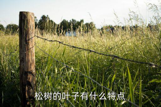 松树的叶子有什么特点