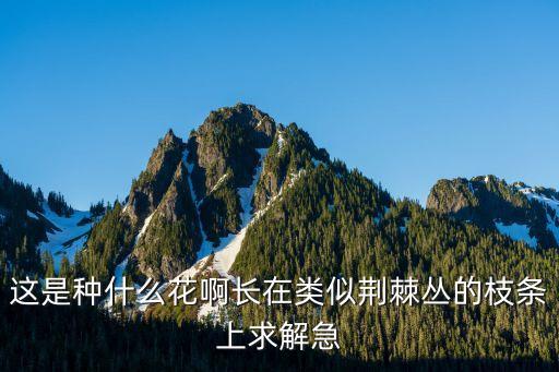 这是种什么花啊长在类似荆棘丛的枝条上求解急