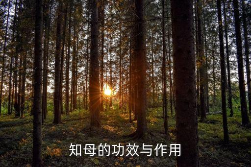 知母的功效与作用