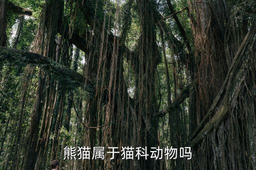 熊猫是猫科动物吗，熊猫属于猫科动物吗