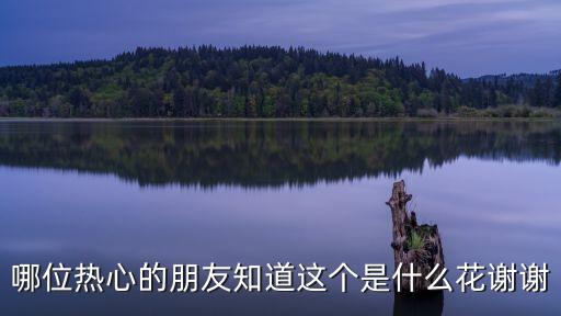 哪位热心的朋友知道这个是什么花谢谢