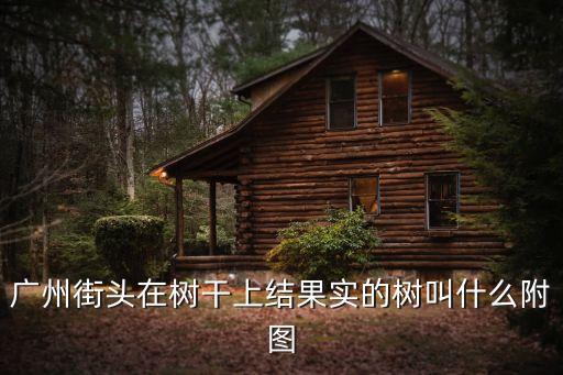 广州街头在树干上结果实的树叫什么附图