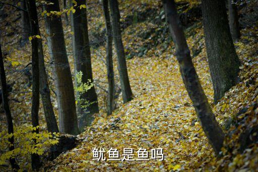鱿鱼是鱼吗