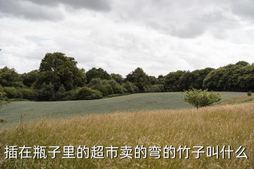 什么的竹子，毛竹是苗竹吗