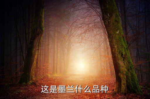 这是墨兰什么品种