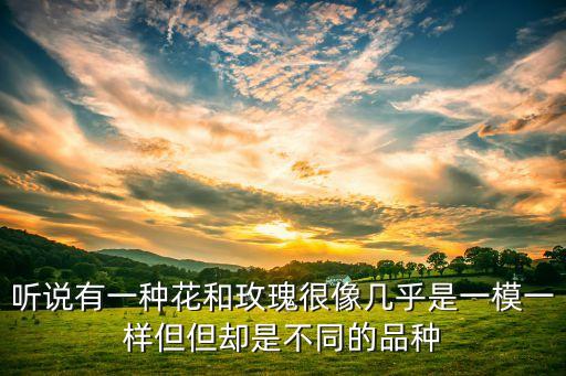 听说有一种花和玫瑰很像几乎是一模一样但但却是不同的品种