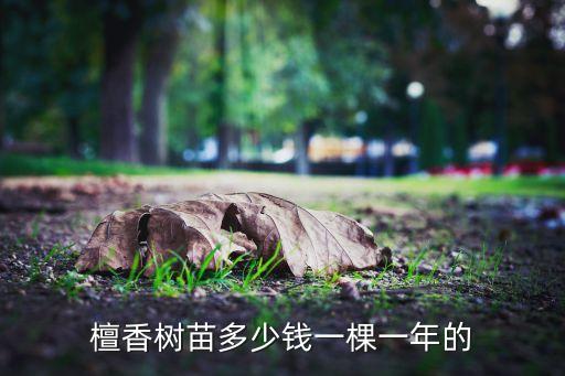 檀香苗，檀香树苗多少钱一棵一年的