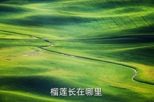 榴莲长在哪里，榴莲都生长在那里