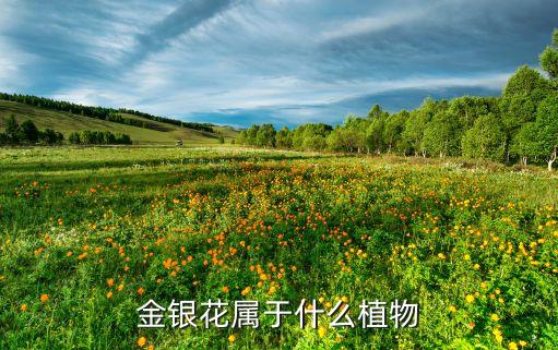 金银花属于什么植物