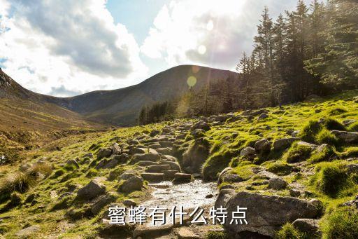 蜜蜂有哪些特点，蜜蜂有什么的特点