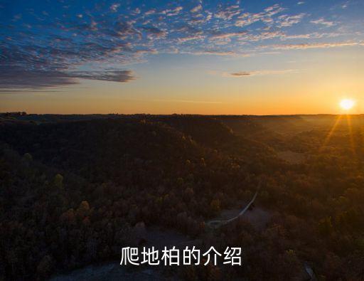 爬地柏的介绍