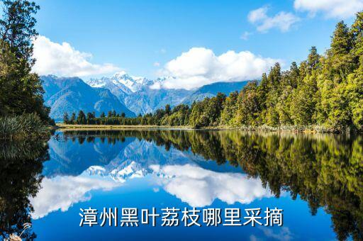 黑叶荔枝，今年广东黑叶荔枝成果如何
