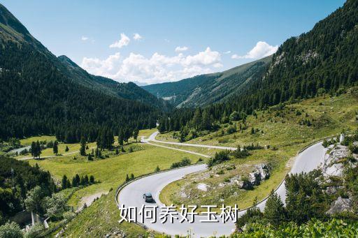 玉树的养殖方法，如何养好玉树