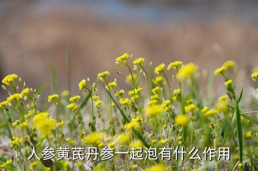 人参黄芪丹参一起泡有什么作用