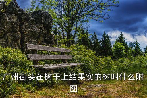 广州街头在树干上结果实的树叫什么附图