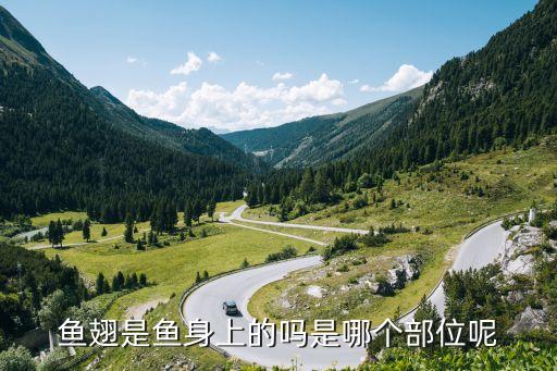 鱼翅是哪个部位，鱼翅是哪个部位