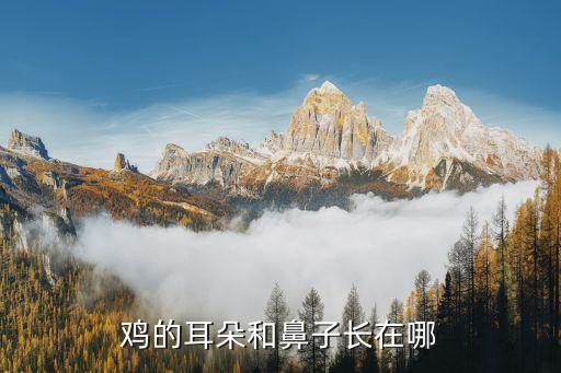鸡的耳朵在哪里，鸡的耳朵在哪里