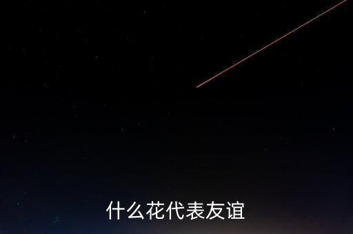 什么花代表友谊