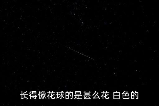长得像花球的是甚么花 白色的