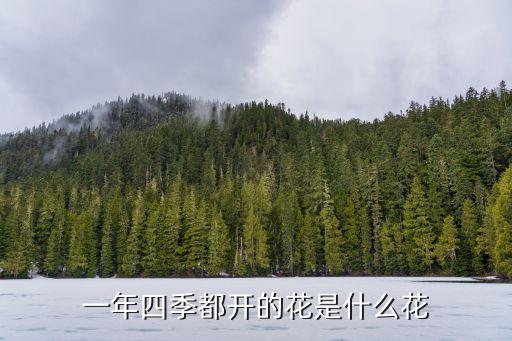 一年四季都开的花是什么花