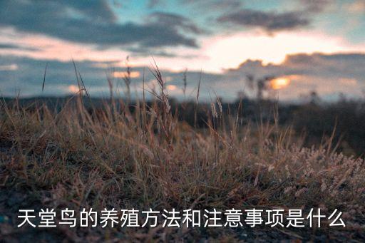 天堂鸟绿植，鹤望兰是什么科植物