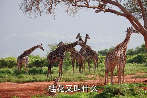 桂花又叫什么