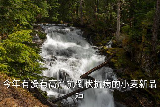 小麦种，今年有没有高产抗倒伏抗病的小麦新品种