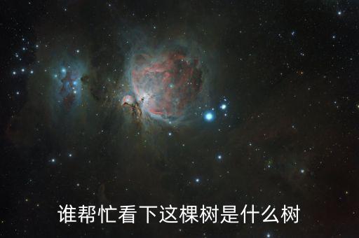 谁帮忙看下这棵树是什么树