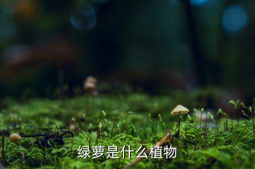 绿萝是什么植物