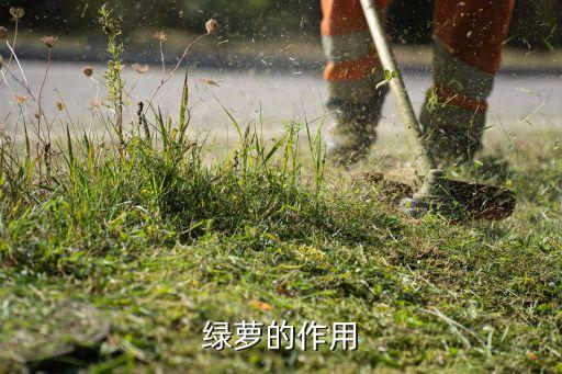 绿萝的作用