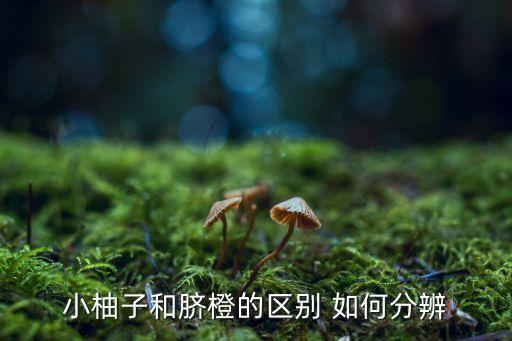 小柚子，大柚子和小柚子营养功效一样么