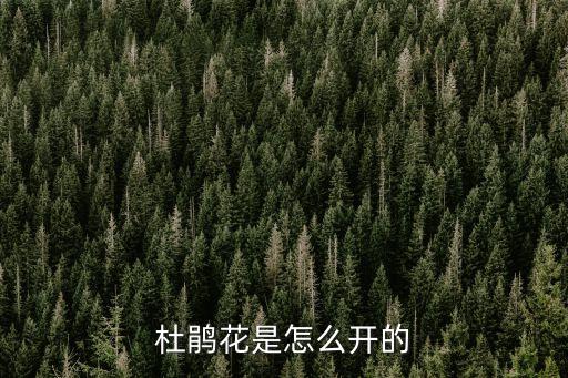 杜鹃花开，杜鹃花是怎么开的