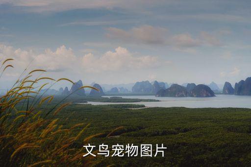 番鸭图片，文鸟宠物图片