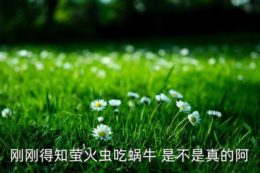 刚刚得知萤火虫吃蜗牛 是不是真的阿
