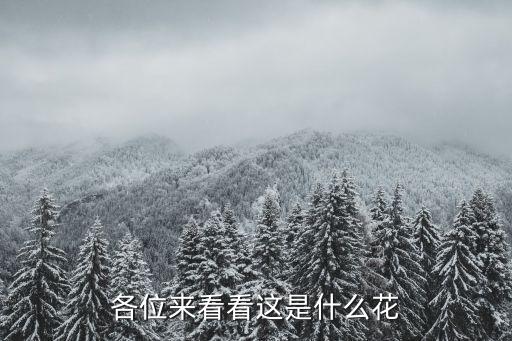 各位来看看这是什么花