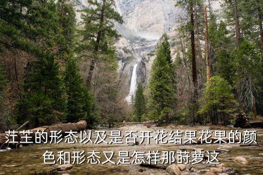 莳萝和茴香的区别，莳萝是不是茴香的叶子