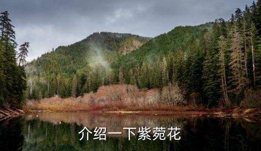紫菀花，介绍一下紫菀花