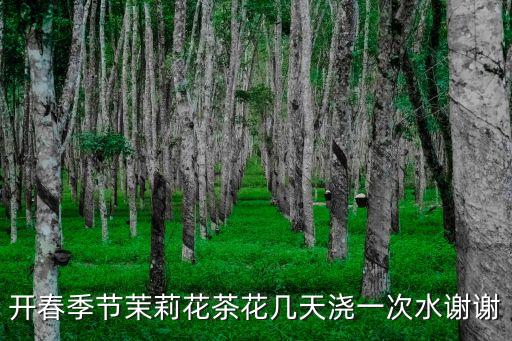 开春季节茉莉花茶花几天浇一次水谢谢