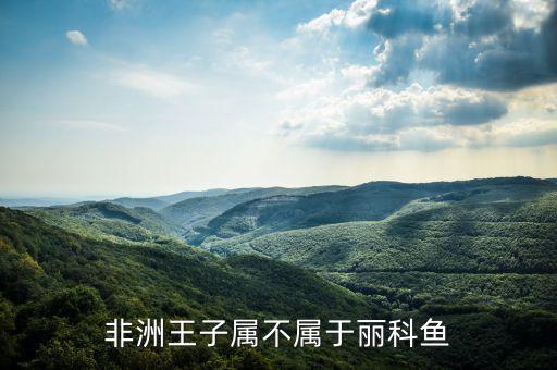 非洲王子属不属于丽科鱼