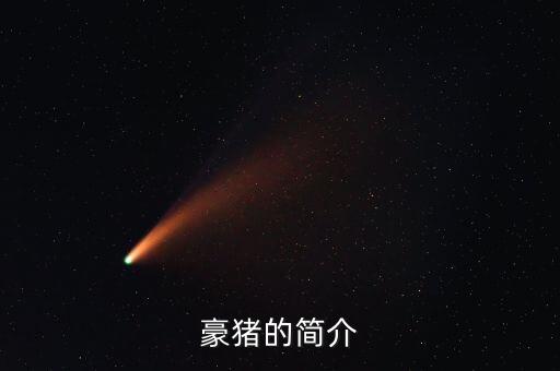 豪猪的简介