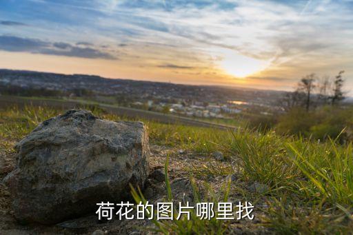 荷花的图片哪里找