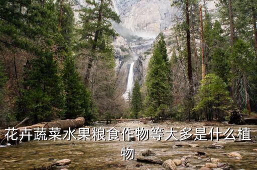 什么是植物，什么是植物