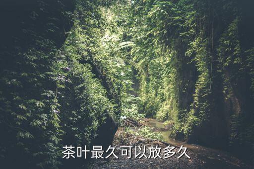 茶叶最久可以放多久