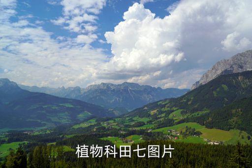 植物科田七图片