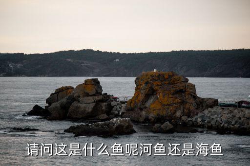 散鳞镜鲤，全身发黑长得像鲤鱼那是什么鱼